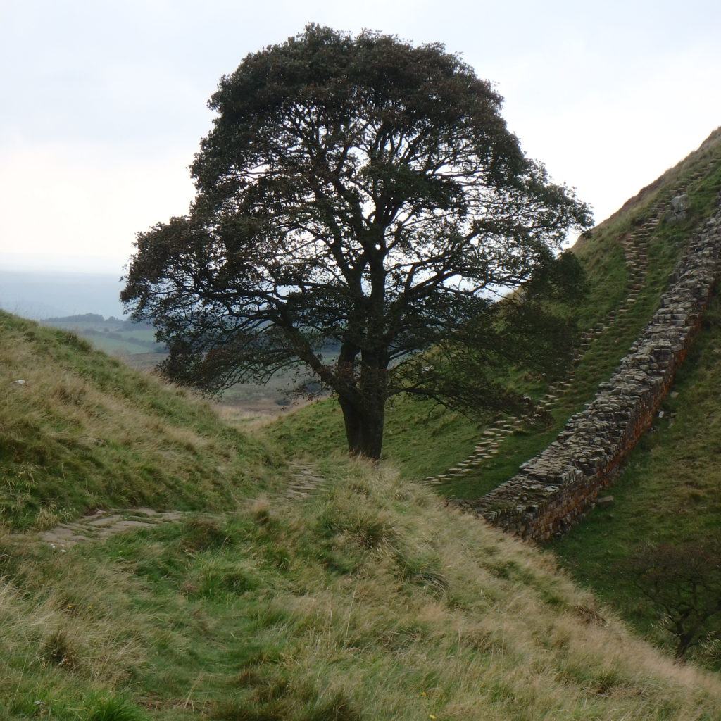 Sycamore Gap along Hadrian's Wall The Hiking Traveler