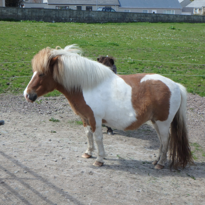 Shetland: Ponies and Geological Wonders and Birds - The Hiking Traveler