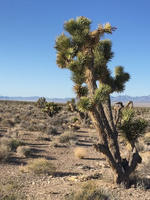 First Joshua Tree sighting